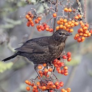 Plant Some Rowan Berries to Support the Birds
