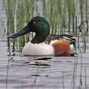 Northern Shoveler