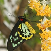 Butterfly World - Stockton on Tees