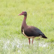 Spur-Winged Goose