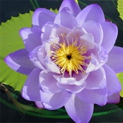 Water Lily (Nymphaea MacRosperma)