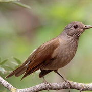 Pale-Breasted Thrush (Turdus Leucomelas)