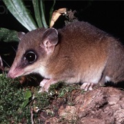 Mexican Mouse Opossum