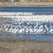 North Platte National Wildlife Refuge