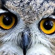 Kirkleatham  Owl Centre