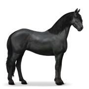 Friesian - Black