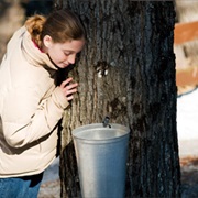 Go on a Maple Syrup Tour