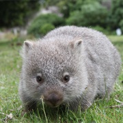 Wombats