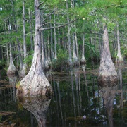 N.R. Goodale State Park, South Carolina