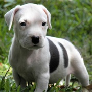 American Pit Bull Terrier