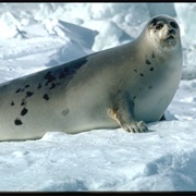 Harp Seal
