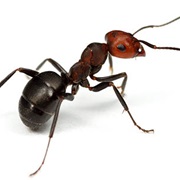 Ants Don't Have Lungs.