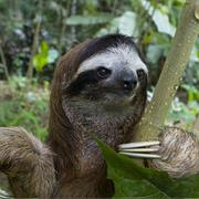 Brown-Throated Three-Toed Sloth