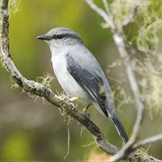 Reunion Cuckooshrike