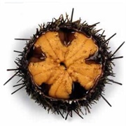 Sea Urchin