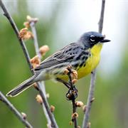 Kirtland's Warbler