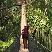 Walking to My Treehouse, 70 Feet Up in the Jungle Canopy, Peruvian Amazon