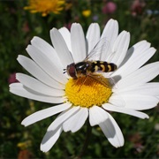 Marguerite