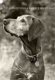 Greatest Clicks: A Dog Photographer's Best Shots (Mark J. Asher)