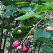Snowy Mespilus (Amelanchier Ovalis)