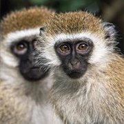 Vervet Monkeys