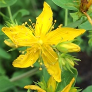 St. John's Wort