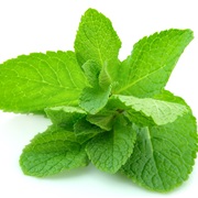 Mint (Mentha)