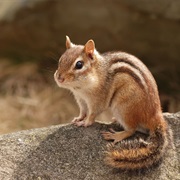 Chipmunk