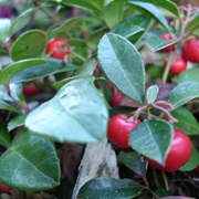 Eastern Teaberry (Gaultheria Procumbens)