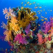 Ras Mohammed, Egyptian Red Sea