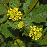Charlock Mustard (Sinapis Arvensis)