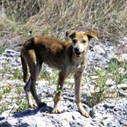 Feral Dog
