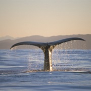 Spot a Sperm Whale in Kaikoura, New Zealand