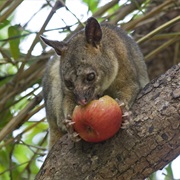 Northern Brushtail Possum