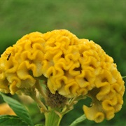 Cockscomb (Celosia Cristata)
