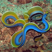 Ribbon Eel