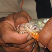 Catching and Grilling a Piranha, Venezuela