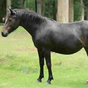 New Forest Pony