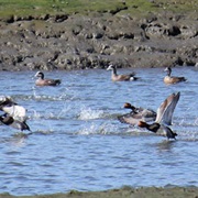 San Diego National Wildlife Refuge, South San Diego Bay