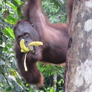 Semmengoh National Park, Sarawak, Malaysia