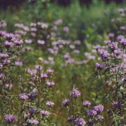 Balsam Lake Provincial Park