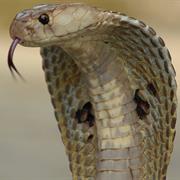 Indian Cobra