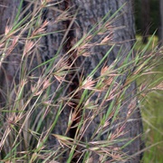 Kangaroo Grass (Themeda Triandra)