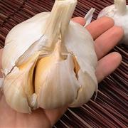 Elephant Garlic