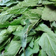 Epazote / Wormseed (Dysphania Ambrosioides)