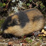 Norway Lemming