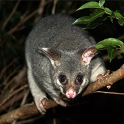 Common Brushtail Possum