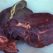Impala Liver