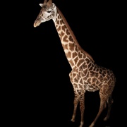 Masai Giraffe
