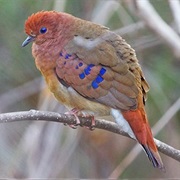 Blue-Eyed Ground Dove